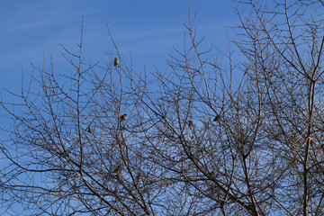 Sparrows Birds Sitting on Bare Tree Bush Branches	