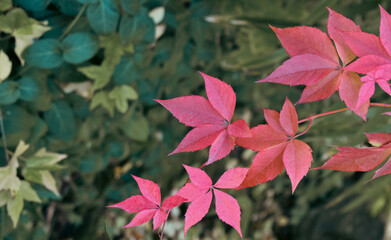 Reddened tree leaf in autumn in the park