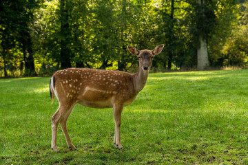 Naklejka na ściany i meble A young deer in the wildlife park, Germany.