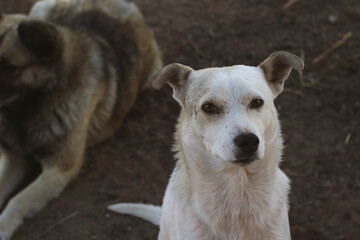 Two Dogs in the Yard