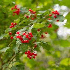 Obraz premium Viburnum opulus red berries in autum
