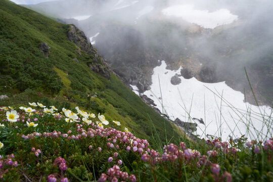 Aleutian avens and Blue mountainheath blooming on the side of the mountain trail near Nakadake hot spring