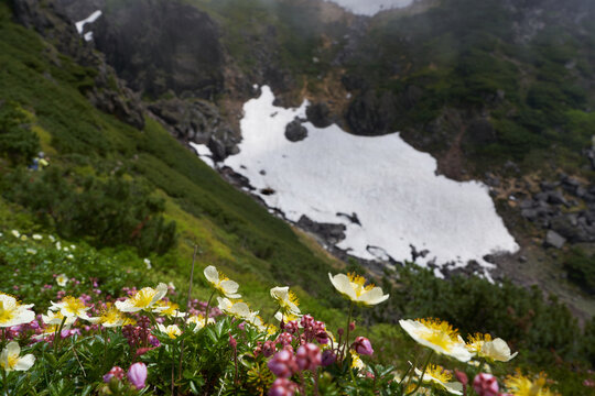 Aleutian avens and Blue mountainheath blooming on the side of the mountain trail near Nakadake hot spring