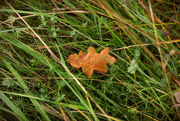 Oak leaf covered with dew, in green grass - seasonal wallpaper nature photography