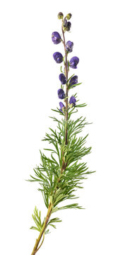 Monk's hood plant