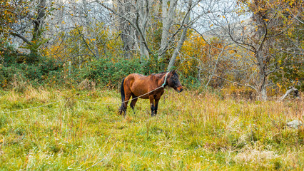 Horse in the forest 