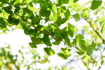 Fototapeta na wymiar Ginkgo biloba branch with leaves