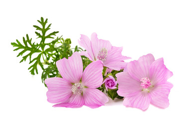 Greater musk mallow flowers