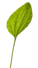 Broadleaf plantain