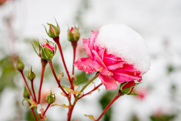 Farbige Winterimpressionen: Rose mit Schneehaube am Karolingerplatz in Berlin-Westend