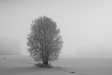 monochrome winter view