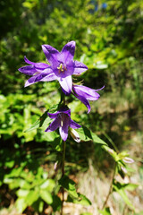 une fleur mauve