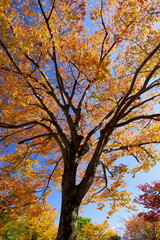 公園の黄葉の欅と青空
