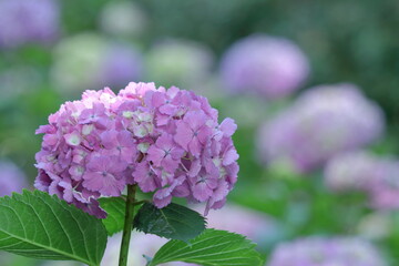 雨に濡れて咲く