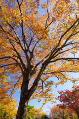 公園の黄葉の欅と青空