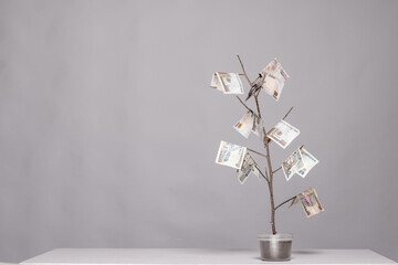 plant on a table with money as leaves