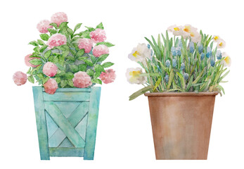 Set of flowers in a pot, hand-painted watercolor isolated on white or transparent background