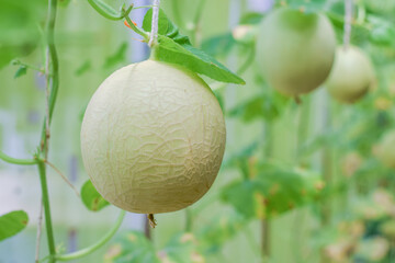 fresh melon organic fruit in green house garden