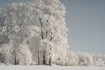 snow covered trees
