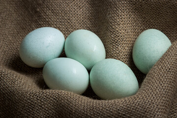 Organic blue eggs on burlap. Varieties of chicken eggs