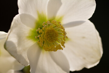 Close-up of a christmas rose (helleborus)