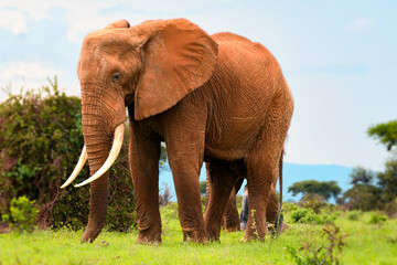 Naklejka na ściany i meble African elephant at a national park in kenya
