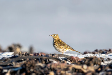 Limikolen am Meer - Pieper, Wiesenpieper, Sandpieper