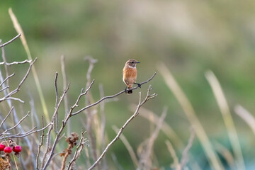 Schwarzkehlchen sitzend aus einem Ast