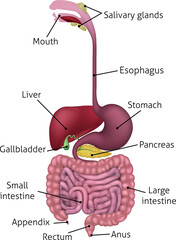 Human Gastrointestinal Digestive System and Labels