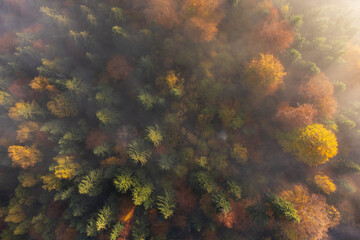Aerial view of the foggy forest durin autumn