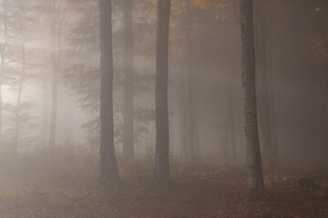 Autumn landscape of the foggy forest, at sunrise