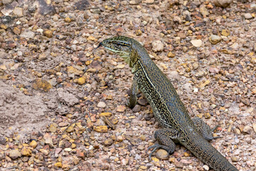 A Tupinambis lizard also know as Teiu or Tegu. Species Tupinambis merianae. Animal world. Biodiversity