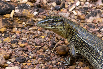 A Tupinambis lizard also know as Teiu or Tegu. Species Tupinambis merianae. Animal world. Biodiversity