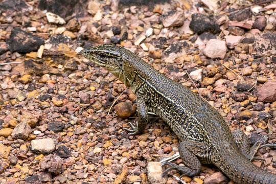 A Tupinambis lizard also know as Teiu or Tegu. Species Tupinambis merianae. Animal world. Biodiversity