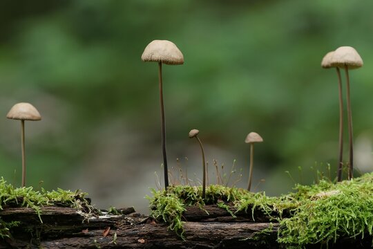 Pilze