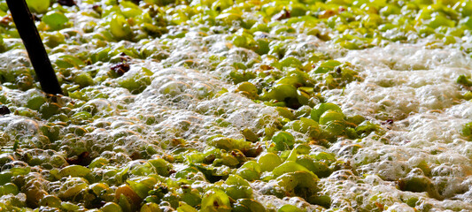 Weinbau ernte Verarbeitung