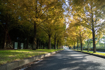 メタセコイア並木