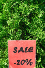 Green thuja occidentalis and card -20 percent sale, discount. Evergreen tree: spruce, fir, cedar. Preparing for New Year and Christmas. At the New Year's Fair