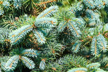 Blue spruce close-up. Evergreen tree: spruce, fir, cedar. Preparing for New Year and Christmas