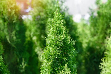 Thuja occidentalis close-up. Evergreen tree: spruce, fir, cedar. Preparing for New Year and Christmas. At the New Year's Fair