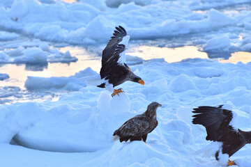 Bird watching with floating ices in winter