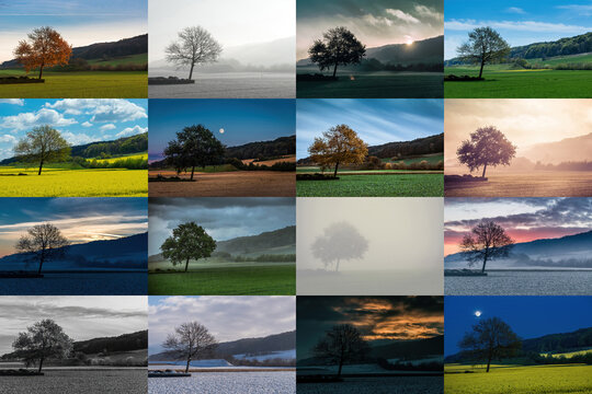 A tree through the seasons over several years