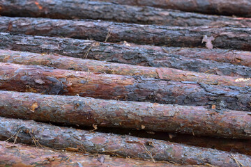 Many felled pines lie in a pile