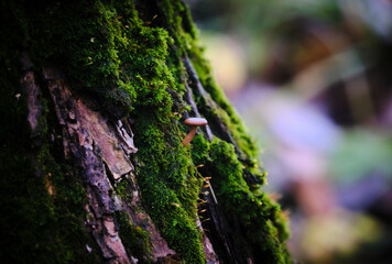 Mushroom on the tree with moss