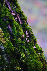 Mushrooms on the tree with moss