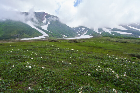 Aleutian avens at Susoai-daira Plateau will be in full bloom soon    