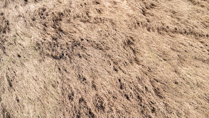 Dying rice fields after flooding, Agriculture was severely damaged by the floods.damaged agricultural concept.