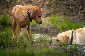 Fox Red Labrador and Yellow Labrador having fun in a dirty stream of water