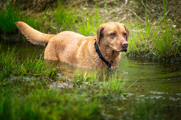 Fox Red Labrador in the water with droplets from his face as he stares intently on something out of shot