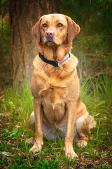 Fox Red Labrador sitting and looking slightly away in the forest